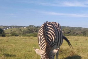 Addo Elephant Park i Kragga Kamma Game Park w zestawie