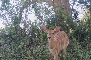 Addo Elephant Park i Kragga Kamma Game Park w zestawie