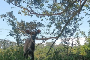 Addo Elephant Park i Kragga Kamma Game Park w zestawie