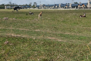 Addo Elephant Park i Kragga Kamma Game Park w zestawie