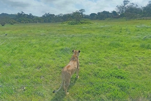 Addo Elephant Park i Kragga Kamma Game Park w zestawie