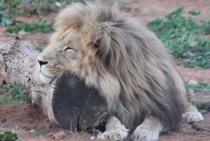 Addo Elephant Park: Big 7 Safari with Guide