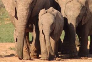 Addo Elephant Park: Big 7 Safari with Guide