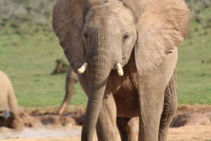 Addo Elephant Park: Big 7 Safari with Guide