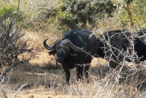 Addo Elephant Park: Big 7 Safari with Guide