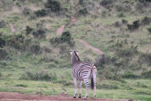 Addo Elephant Park: Big 7 Safari with Guide