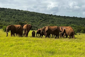 Port Elizabeth: Addo Elephant Park rantaretki & safari