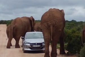 Addo Elephant Park Full Day Safari And Shore Excursion