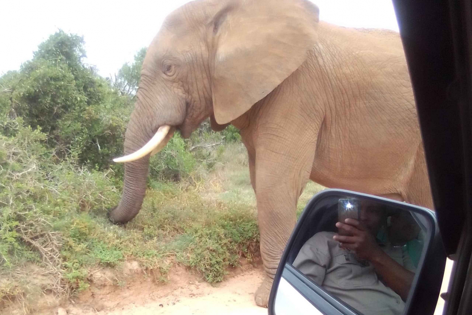 Addo Elefantpark: Heldagssafari og udflugter på land