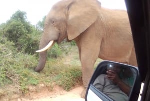 Addo Elefantpark: Heldagssafari / Landutflykter