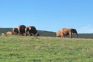 Addo Elefantpark: Heldagssafari / udflugter til lands