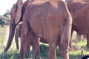 Addo Elephant Park: Safári de dia inteiro / Excursões em terra