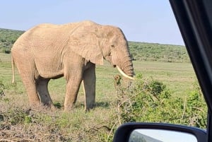Addo Elefantpark: Heldagssafari / Landutflykter