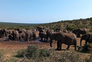 Addo Elephant całodniowe safari / wycieczki na ląd z grillem