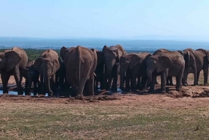 Addo Elephant całodniowe safari / wycieczki na ląd z grillem