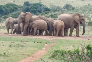 Addo Elephant całodniowe safari / wycieczki na ląd z grillem