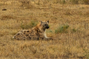 Addo Elephant całodniowe safari / wycieczki na ląd z grillem