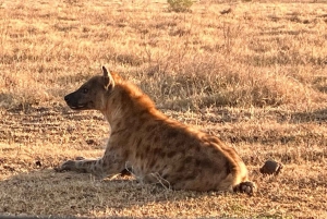 Addo Elephant całodniowe safari / wycieczki na ląd z grillem