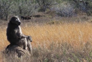 Addo-norsupuisto (koko päivän safariretki) – braai-lounas BBQ