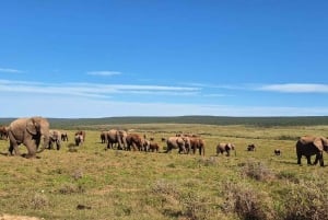 Addo-norsupuisto (koko päivän safariretki) – braai-lounas BBQ