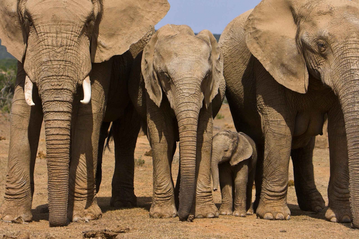 Addo Elephant Park : Wycieczka z przewodnikiem półdniowa / całodniowa
