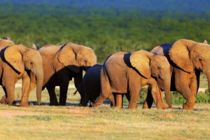 Besøk Port Elizabeth: Addo Elephant Park Wildlife Safari