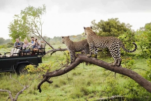 Besøk Port Elizabeth: Addo Elephant Park Wildlife Safari