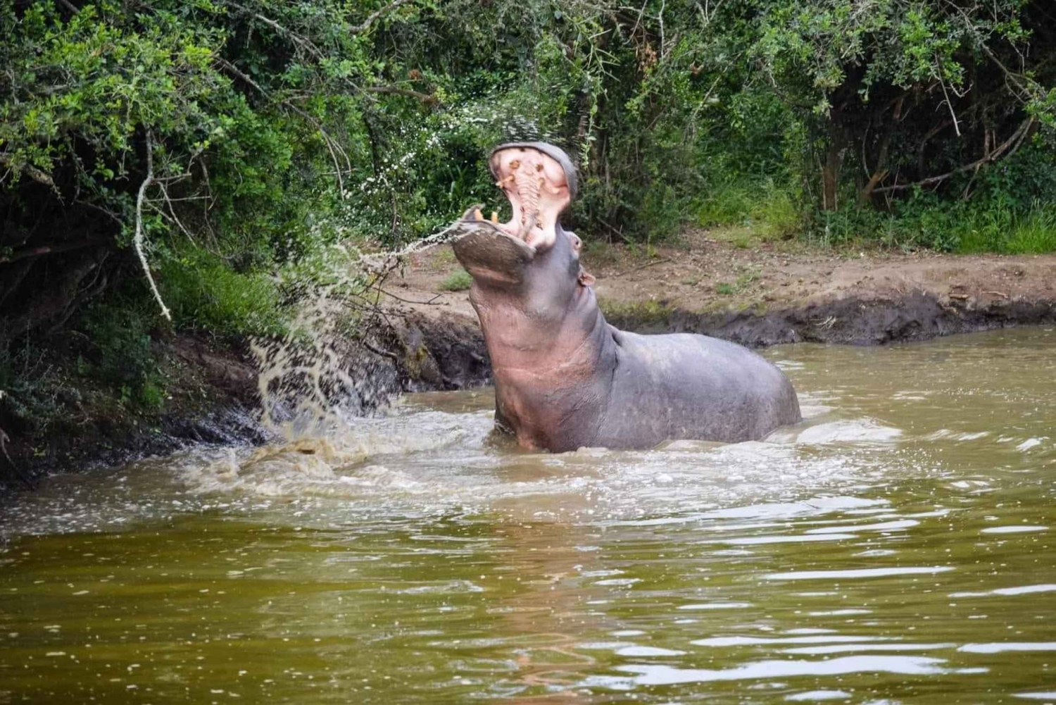 Addo Elephant Park, Mittagessen und Safari