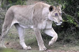 Addo Elephant National Park: vilddjurssafari och BBQ-picknick!!!