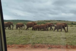 Addo Elephant National Park: vilddjurssafari och BBQ-picknick!!!
