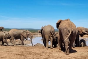 Addo Elephant Park: privétocht van een halve dag (OPEN 4x4-voertuig)