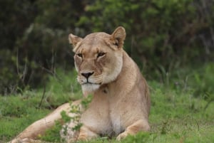 Addo Elephant Park: privétocht van een halve dag (OPEN 4x4-voertuig)