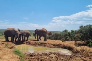 Addo Elephant Park: privétocht van een halve dag (OPEN 4x4-voertuig)