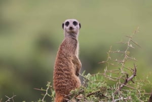 Addo Elephant Park: privétocht van een halve dag (OPEN 4x4-voertuig)