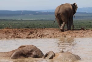 Addo Elephant Park: privétocht van een halve dag (OPEN 4x4-voertuig)