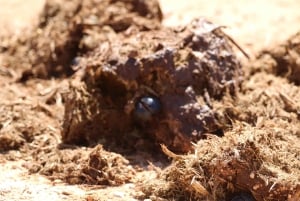 Addo Elephant Park: privétocht van een halve dag (OPEN 4x4-voertuig)