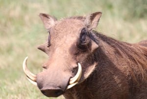 Addo Elephant Park: privétocht van een halve dag (OPEN 4x4-voertuig)
