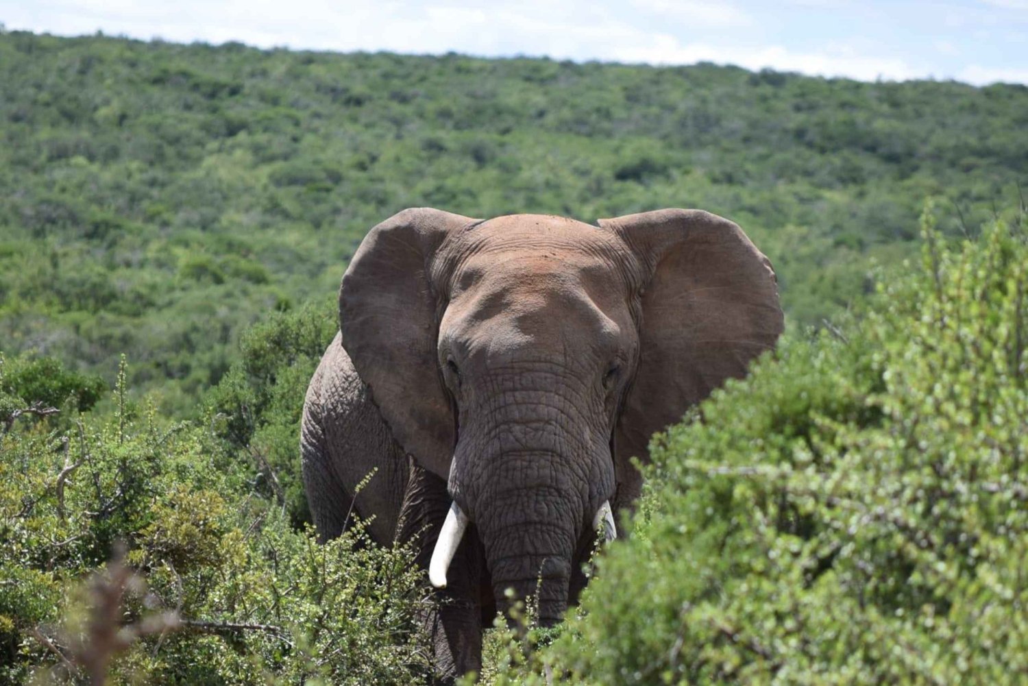 Addo Elephant Park: Safariretki Port Elizabethista