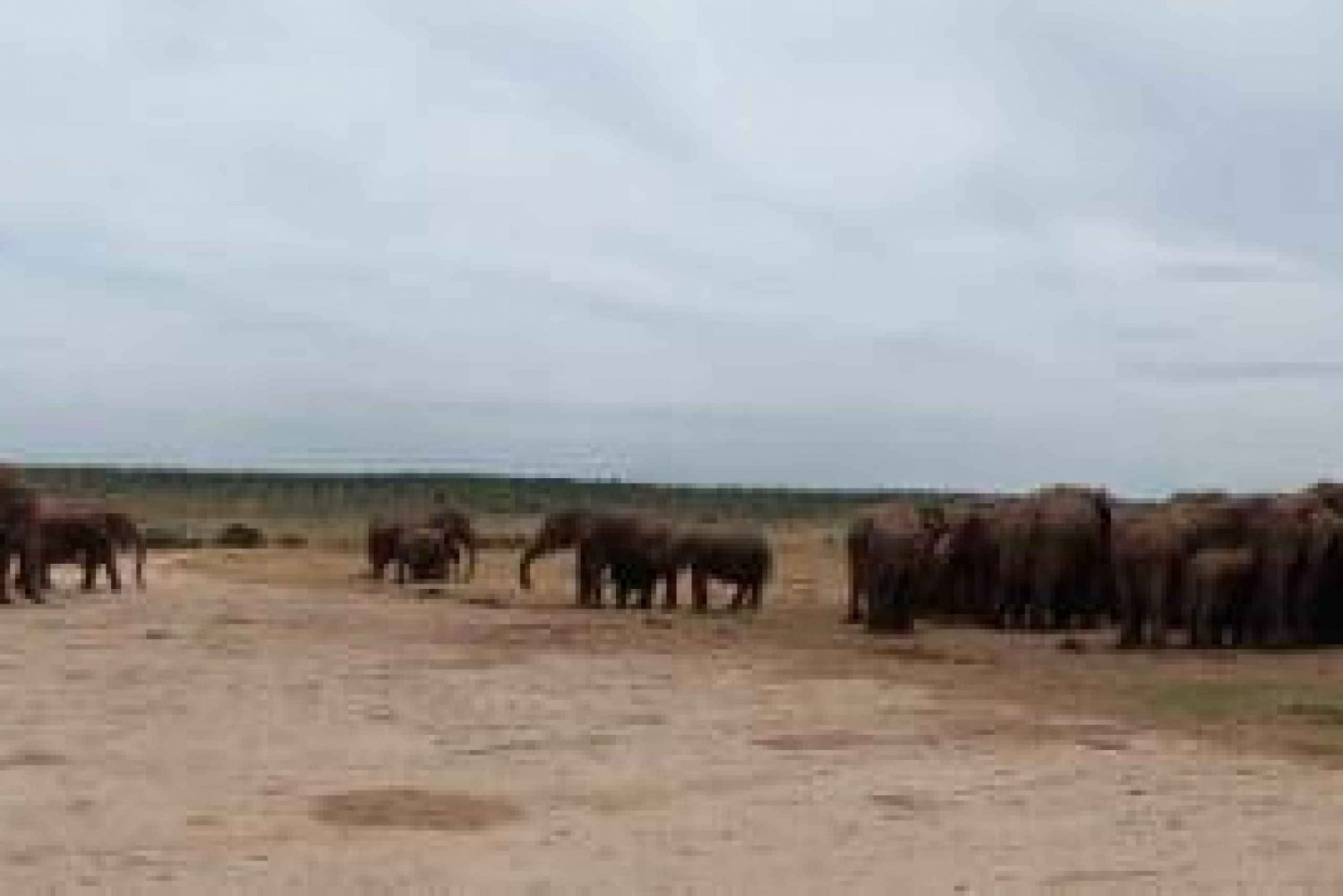 Addo Elephant Park:Safari Tour meet Big 5 to be satisfied