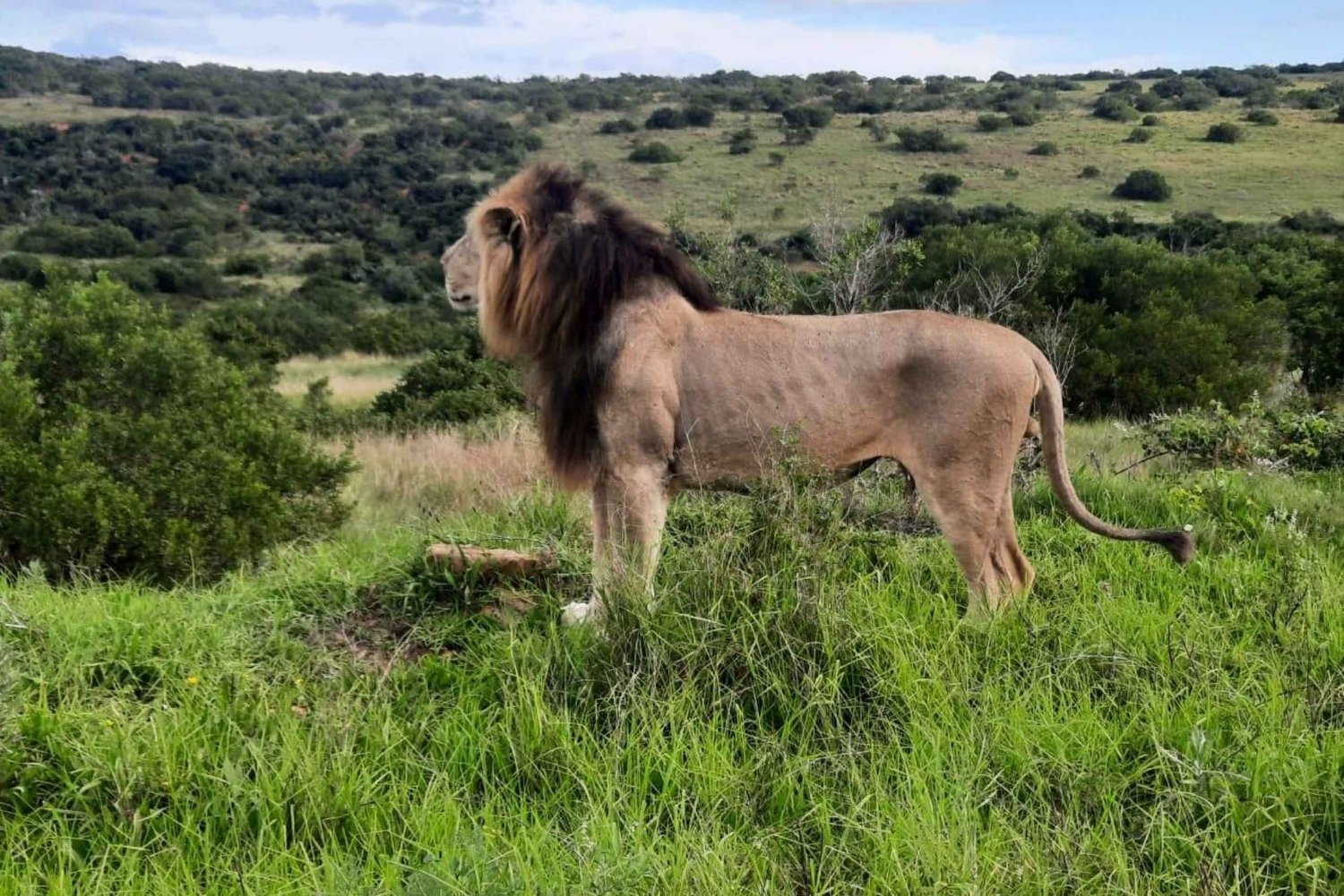 Addo Elephant Park:Safari Tour meet Big 5 to be satisfied