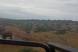 Addo Elephant Park:Safari Tour meet Big 5 to be satisfied