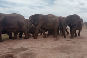 Addo Elephant Park: passeio de safári com os Big 5 para você ficar satisfeito