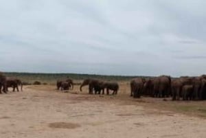 Addo Elephant Park: passeio de safári com os Big 5 para você ficar satisfeito