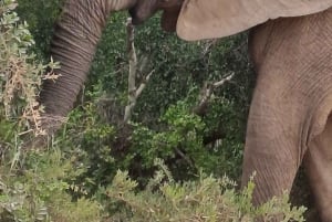 アドゥ エレファント パーク: ビッグ 5 に会えるサファリ ツアー