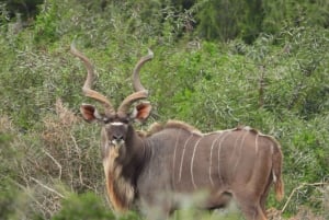 アドゥ エレファント パーク: ビッグ 5 に会えるサファリ ツアー