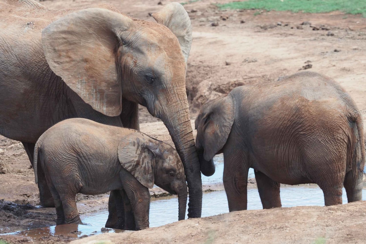 Safari w Addo Elephant Park z lunchem i niemieckim przewodnikiem
