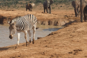 Safari w Addo Elephant Park z lunchem i niemieckim przewodnikiem