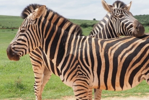 Safari w Addo Elephant Park z lunchem i niemieckim przewodnikiem