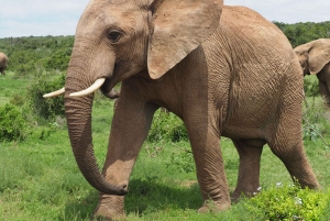 Safari w Addo Elephant Park z lunchem i niemieckim przewodnikiem