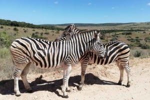 Addo Elephant Park Tours. Full Day